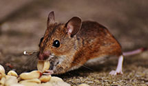 squirrel-control Experts in Monroe Twp